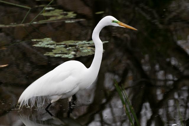 Great Egret - ML140200621