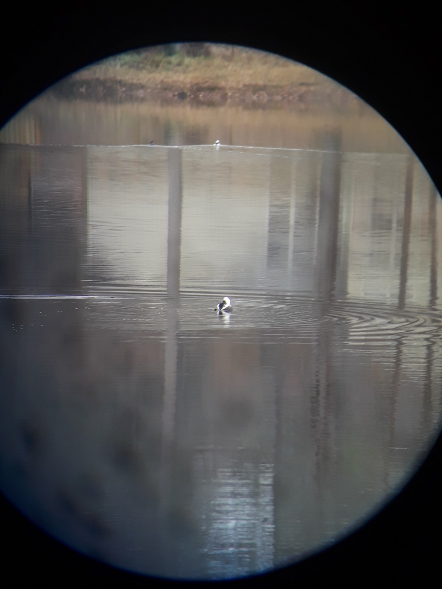 Long-tailed Duck - ML140200651