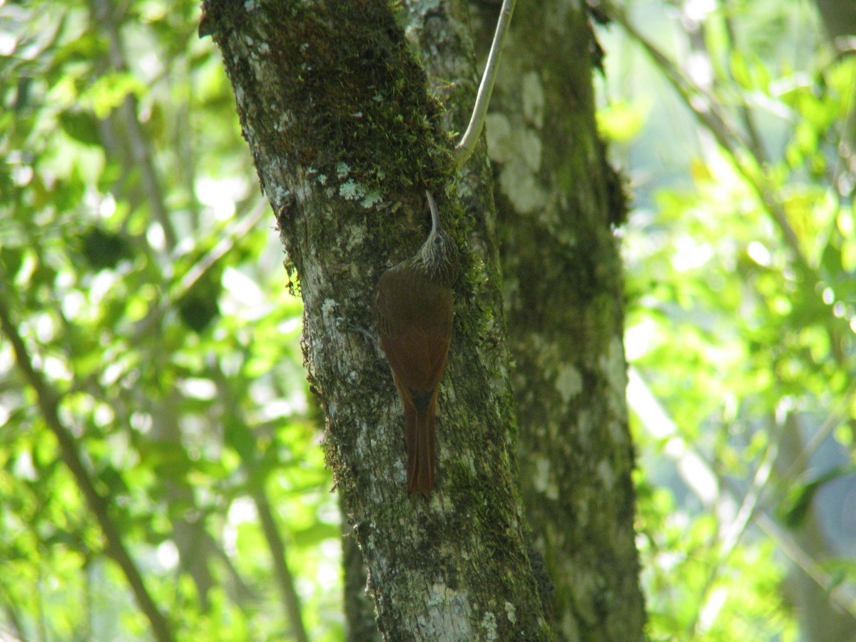 Streak-headed Woodcreeper - Dave Slager