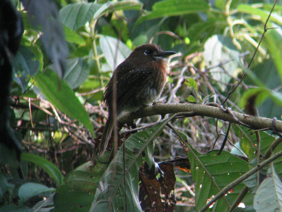 Moustached Puffbird - Dave Slager