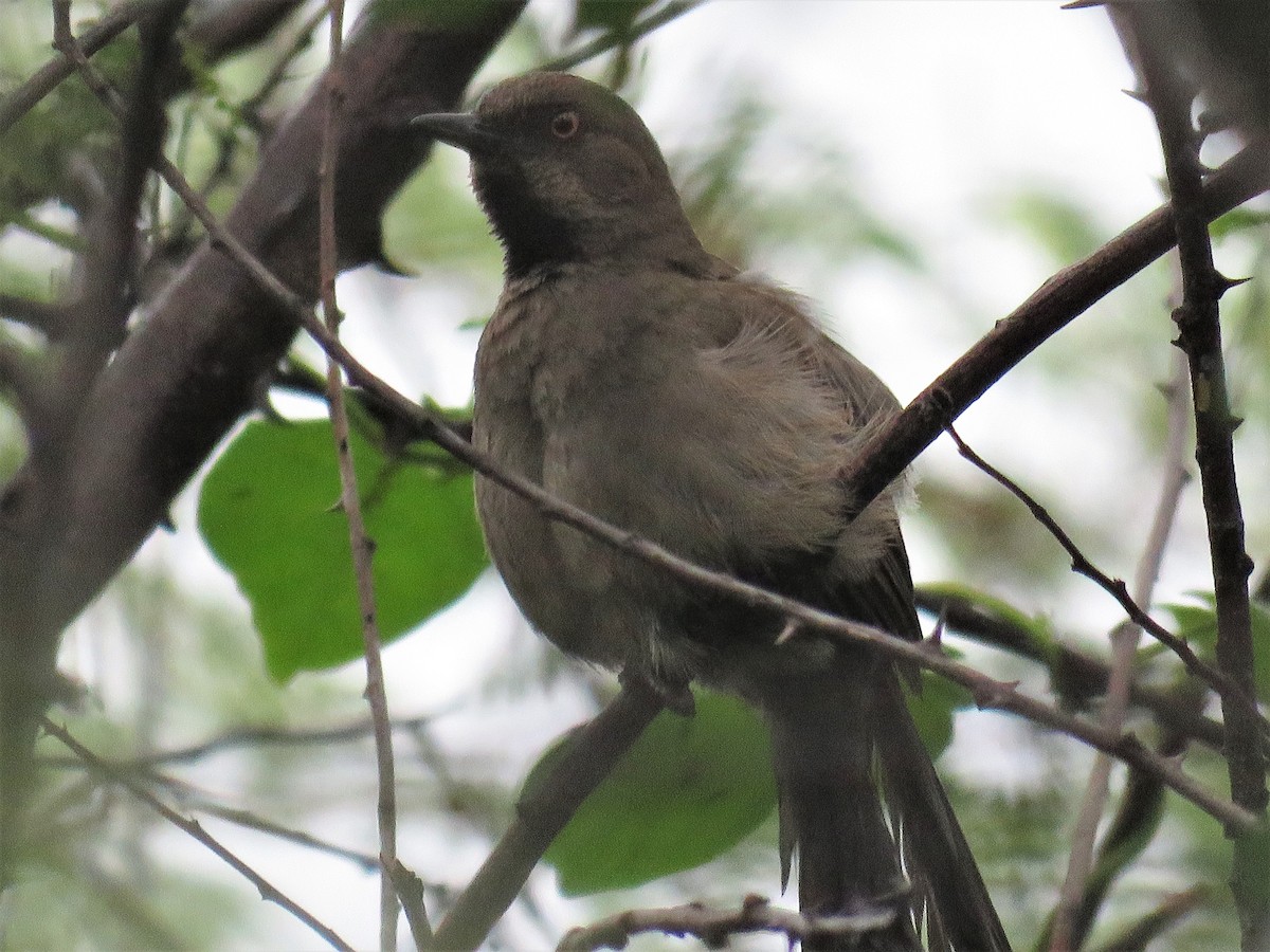 Red-shouldered Spinetail - ML140201461