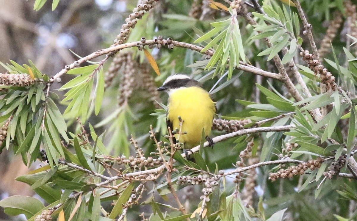 Social Flycatcher - ML140201551