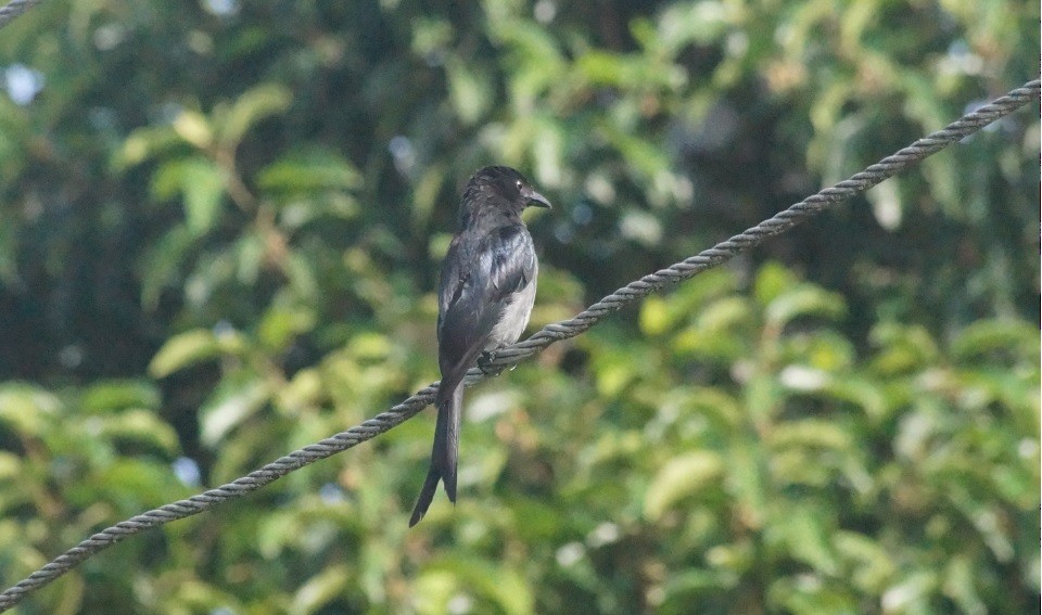 Drongo Ventriblanco - ML140202011