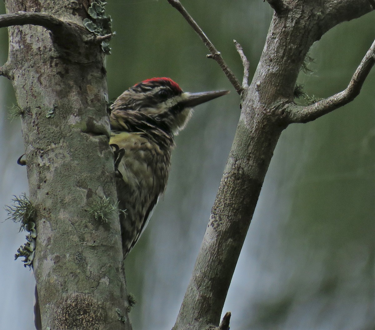 Yellow-bellied Sapsucker - Roy Netherton