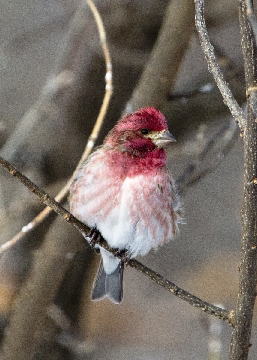 Purple Finch - ML140203331