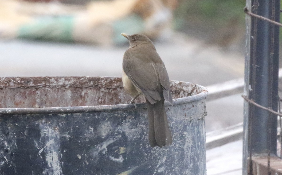 Clay-colored Thrush - ML140203361