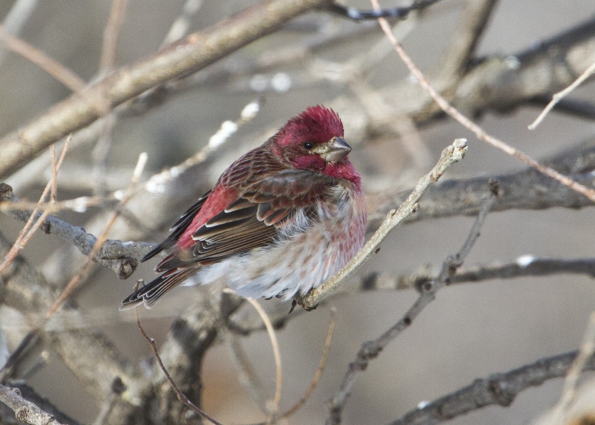 Purple Finch - ML140203781