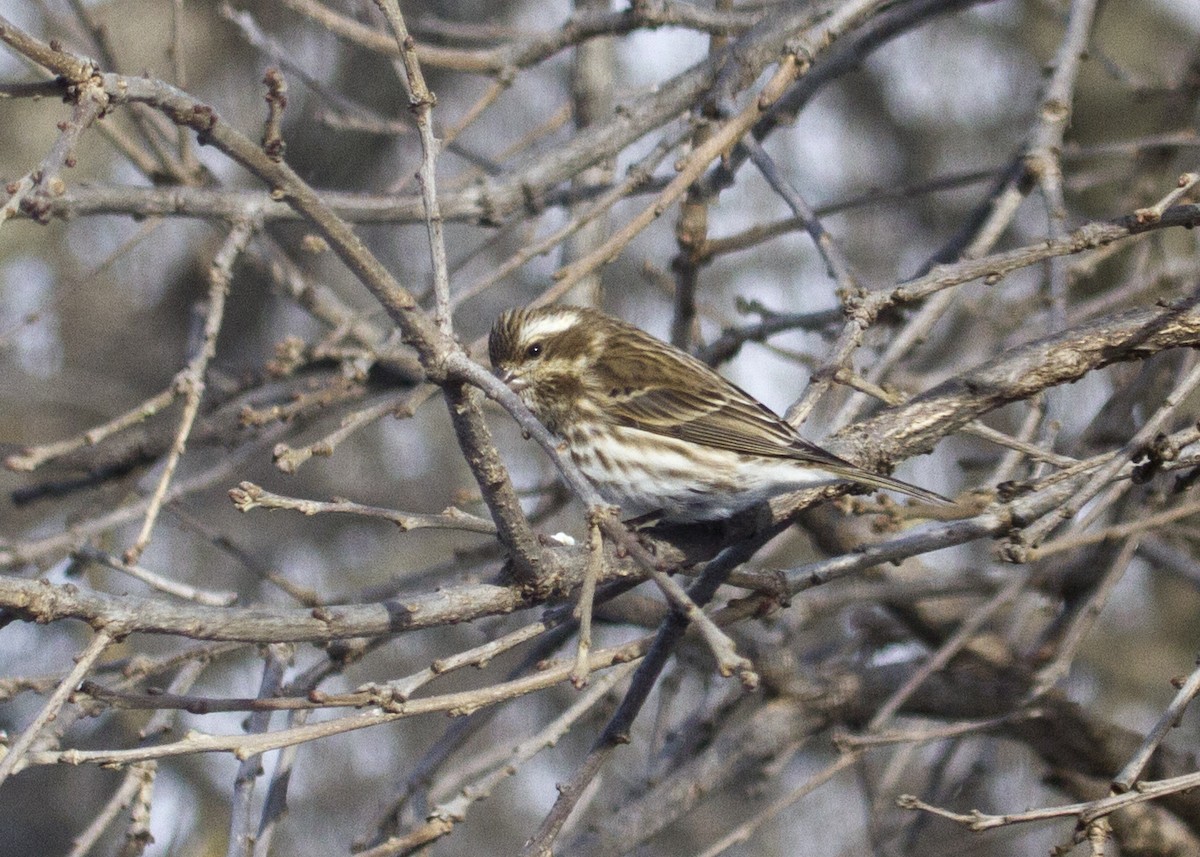 Purple Finch - ML140204091