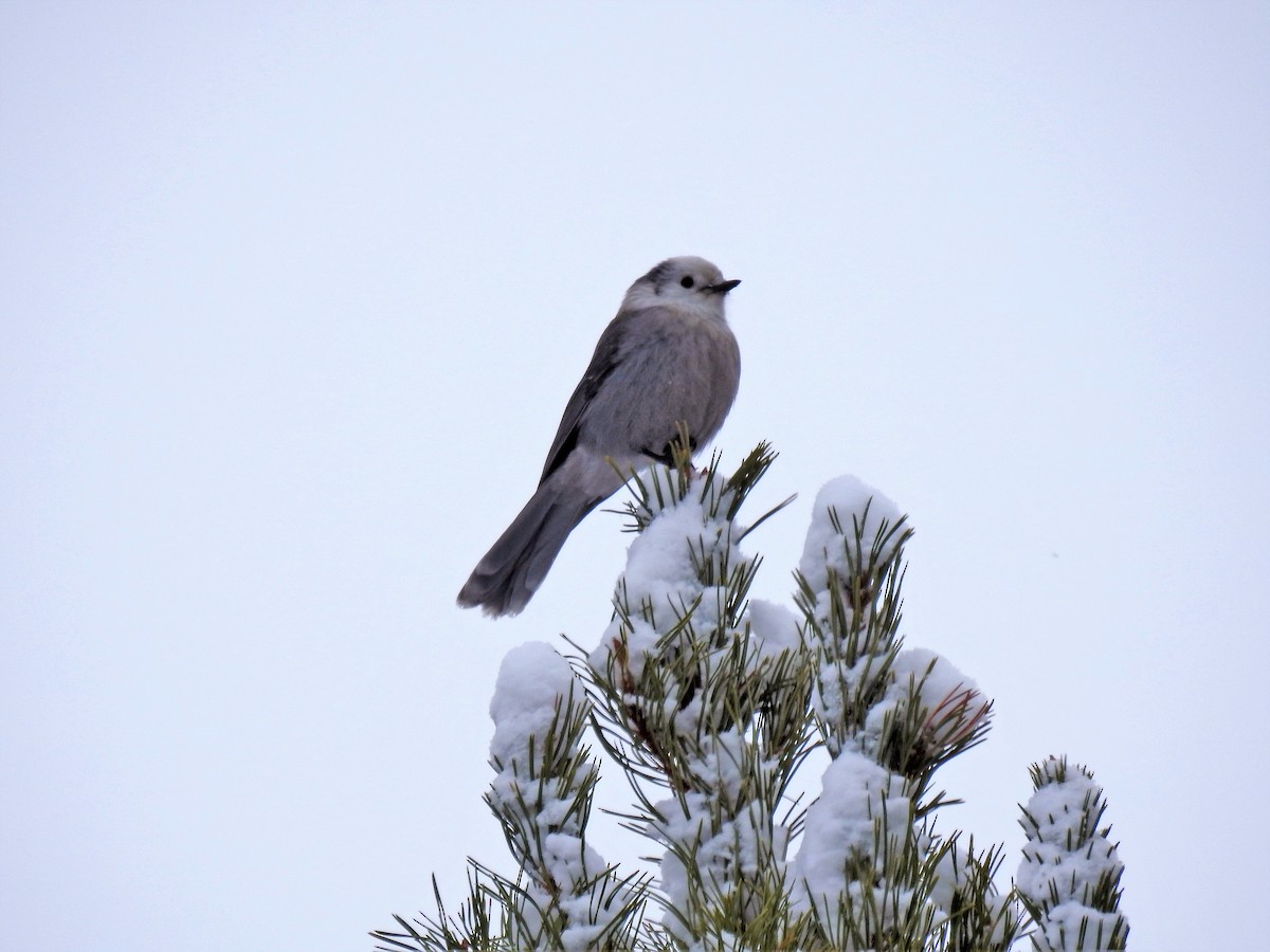 Canada Jay - Sharon Dewart-Hansen