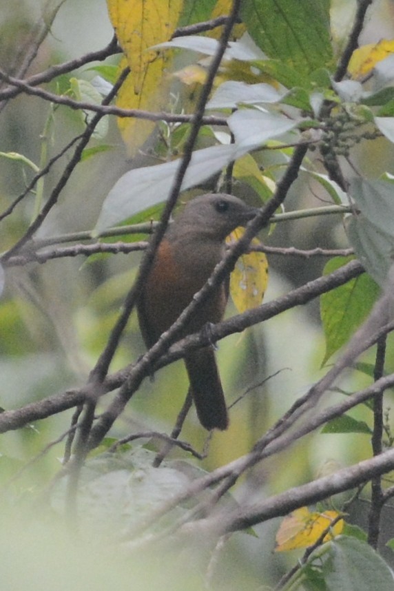 Raja Ampat Pitohui - Cathy Pasterczyk