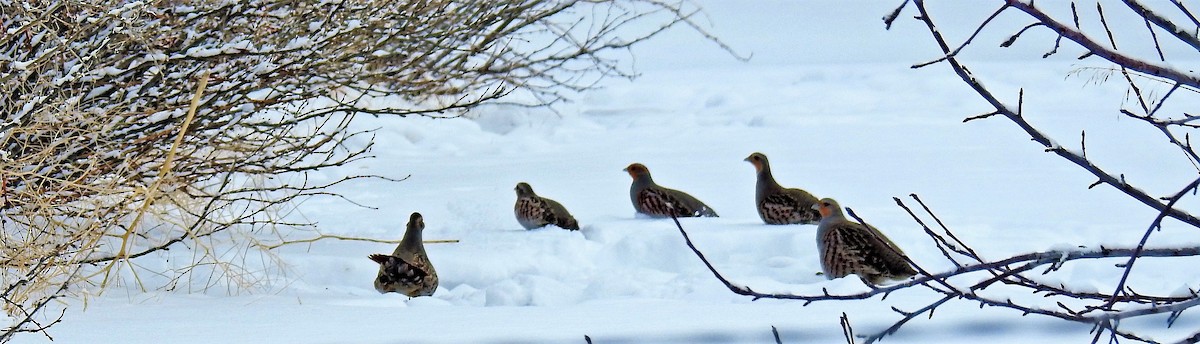 Gray Partridge - Sharon Dewart-Hansen