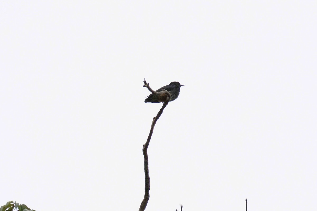 Schwalbenfaulvogel - ML140206721