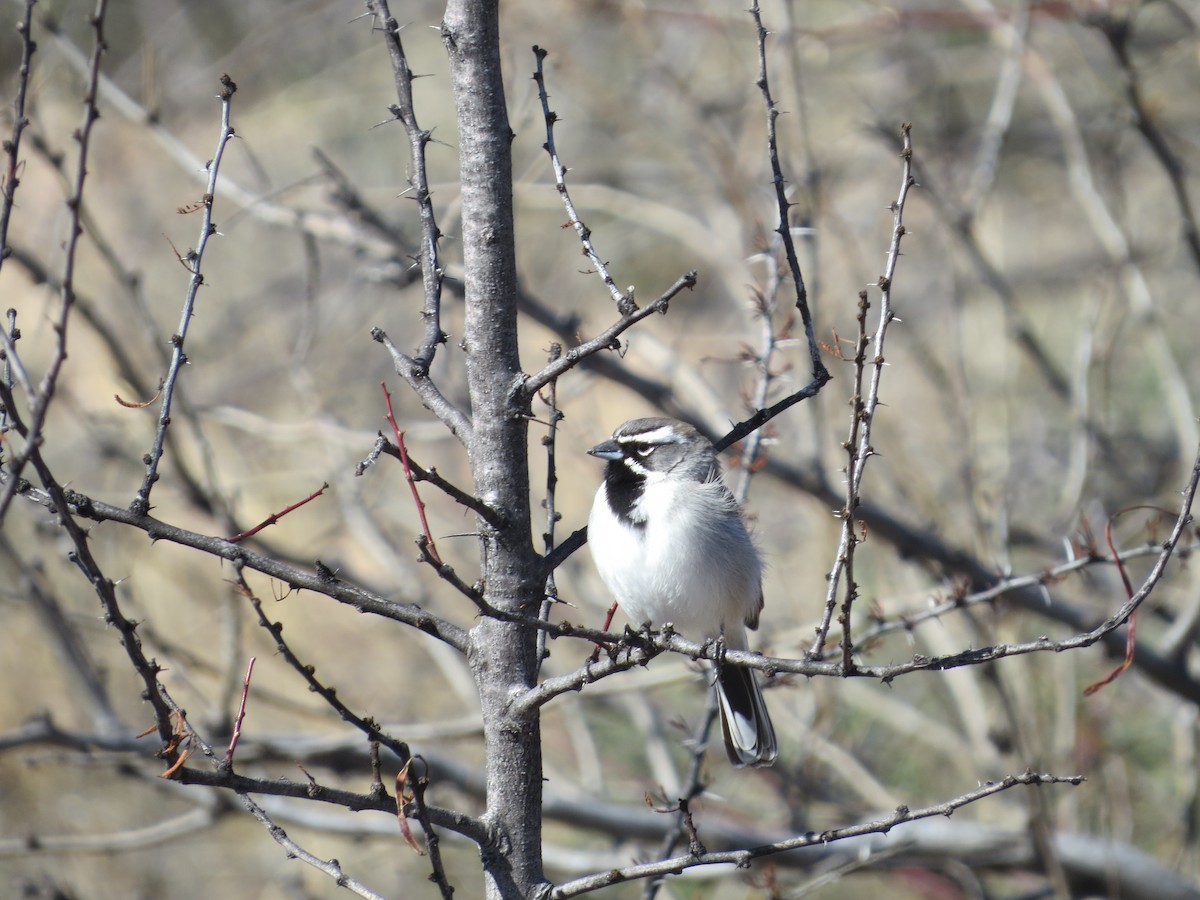 Black-throated Sparrow - ML140209391