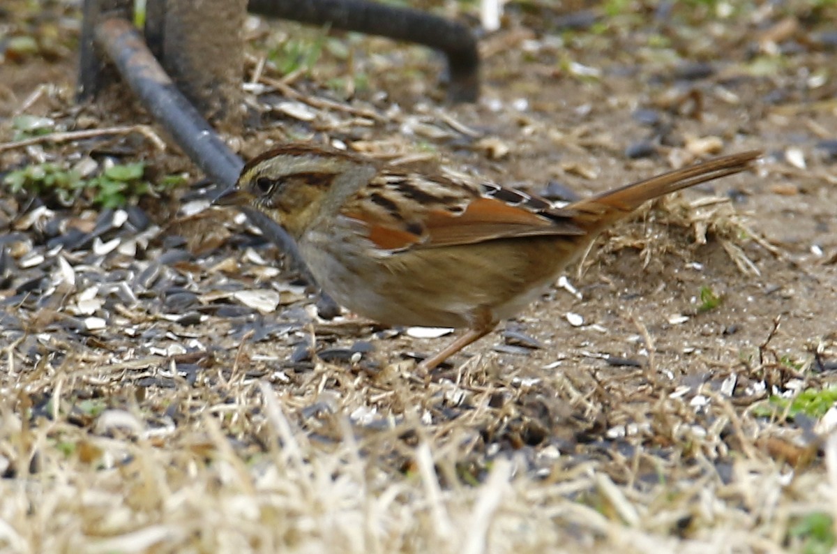 Swamp Sparrow - ML140209741