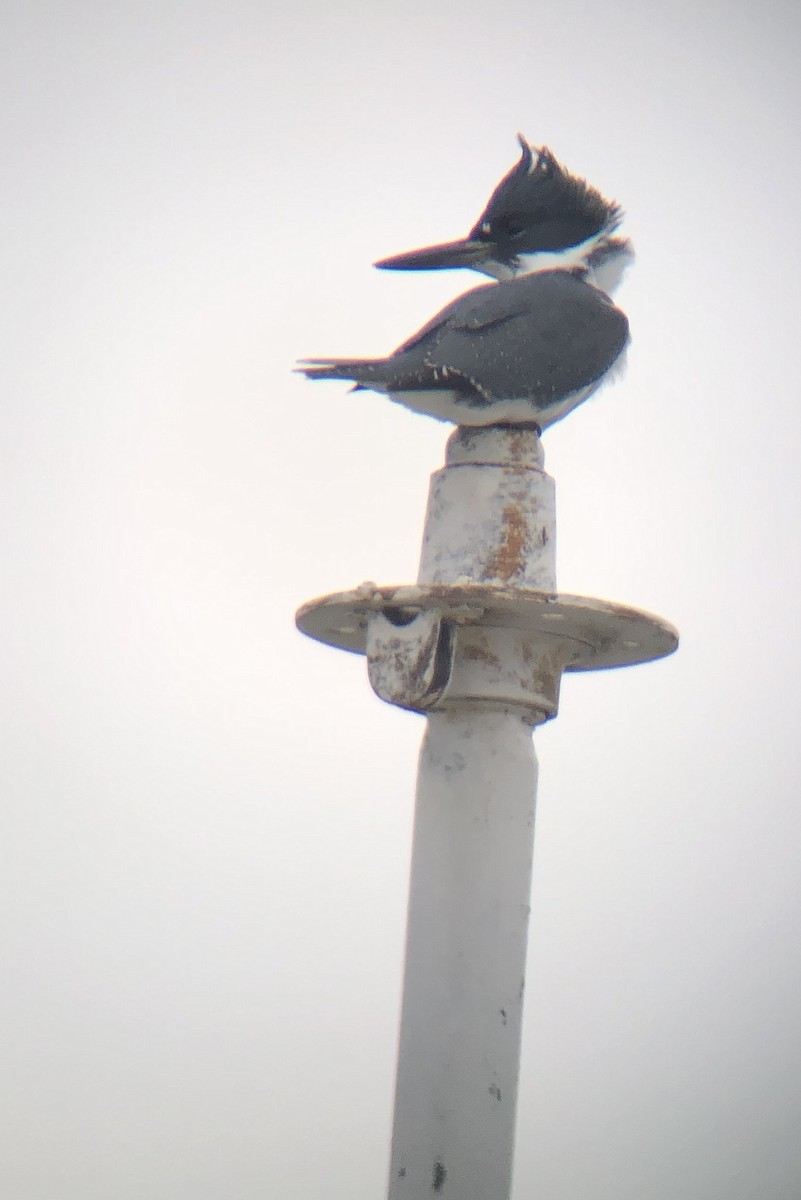 Belted Kingfisher - ML140212051