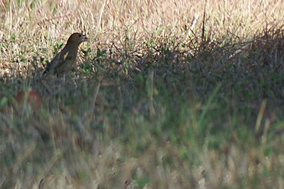 Blue Grosbeak - ML140212891