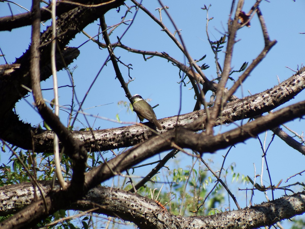 Boat-billed Flycatcher - Gilberto Flores-Walter (Feathers Birding)