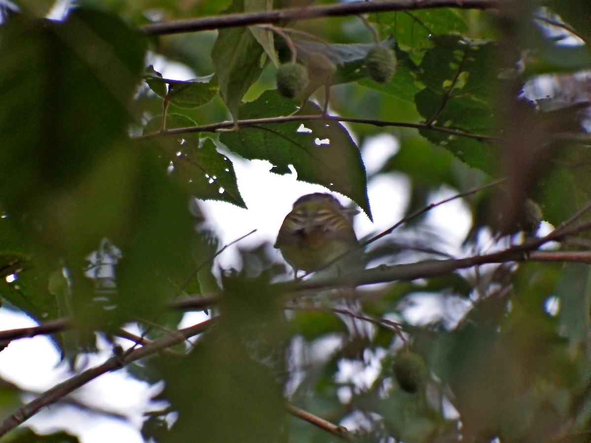 Yellow-olive Flatbill - ML140213151