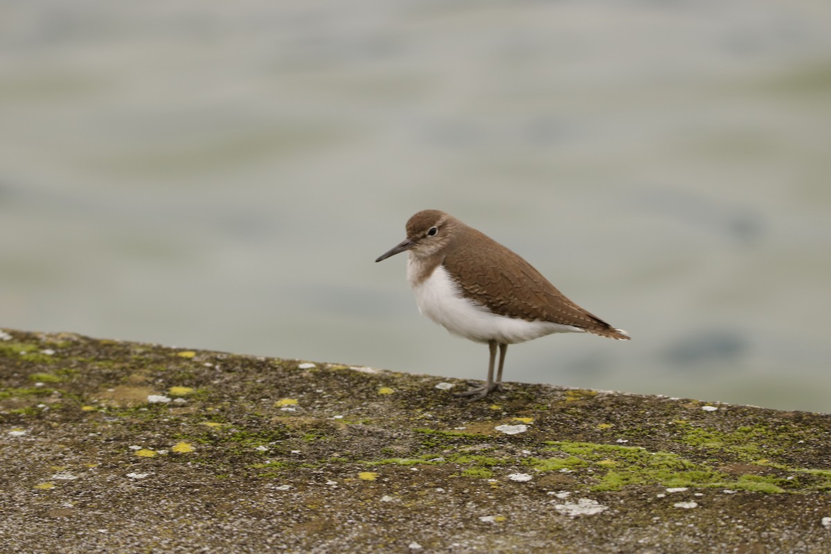 Common Sandpiper - Adrián González González