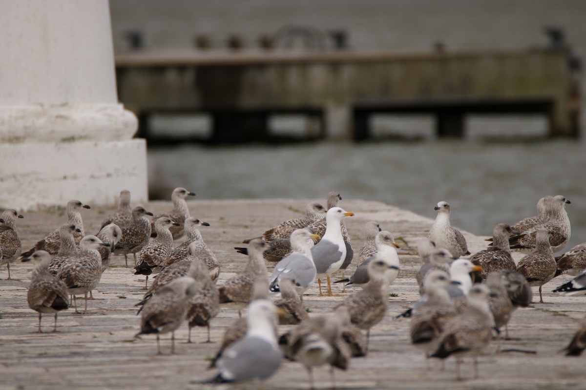 Herring Gull - Adrián González González