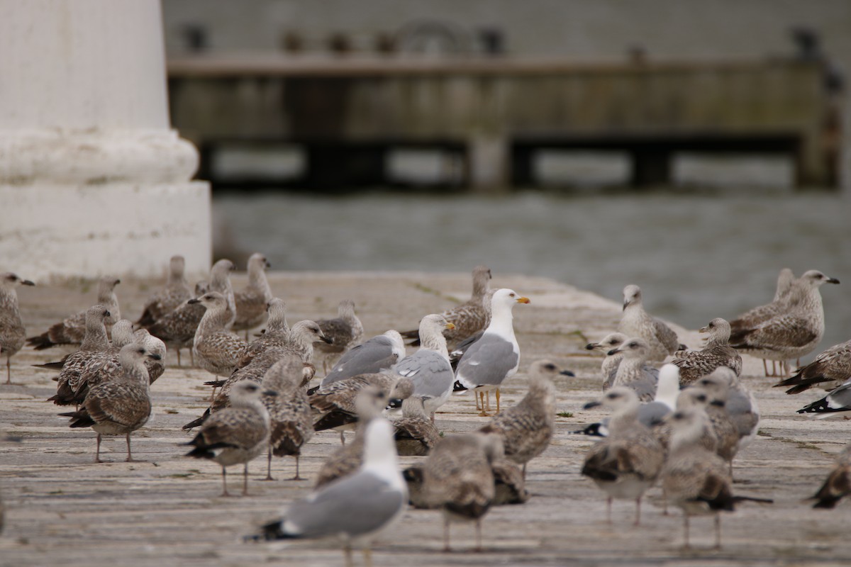 Herring Gull - Adrián González González