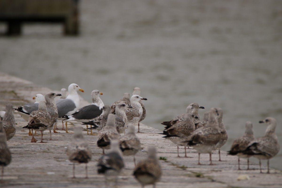 Caspian Gull - Adrián González González