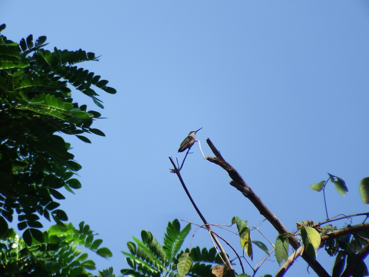 Ruby-throated Hummingbird - Gilberto Flores-Walter (Feathers Birding)