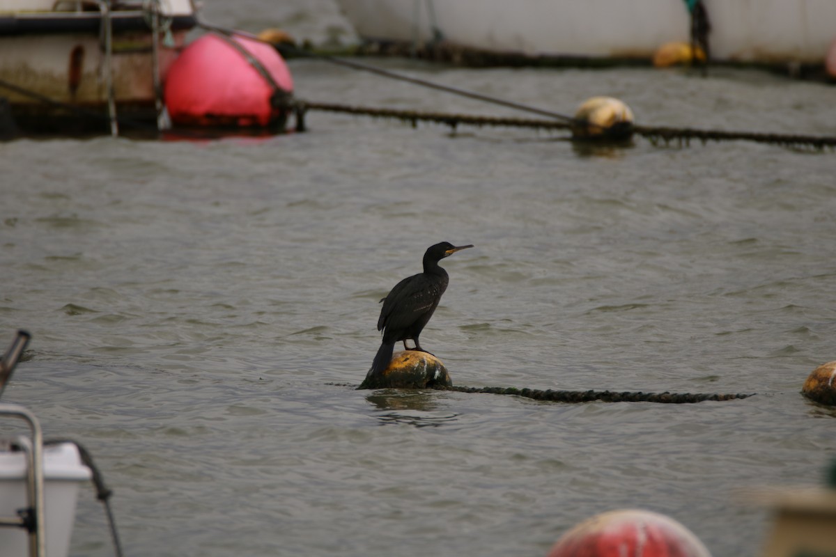 Cormorán Moñudo - ML140213811