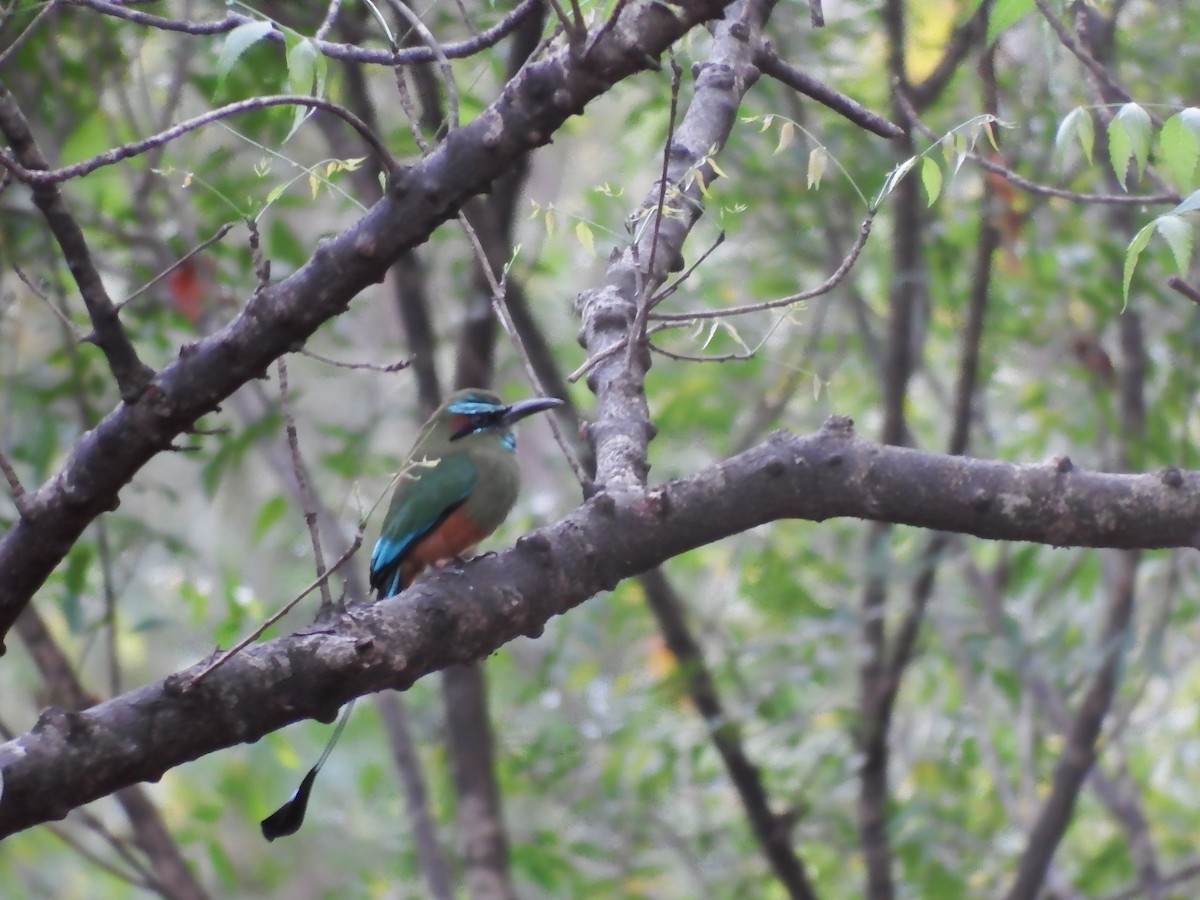 Turquoise-browed Motmot - ML140213881