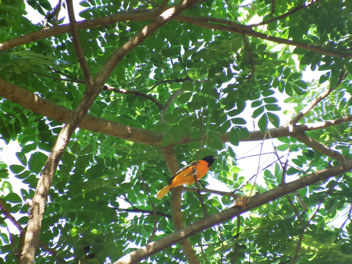 Baltimore Oriole - ML140213961