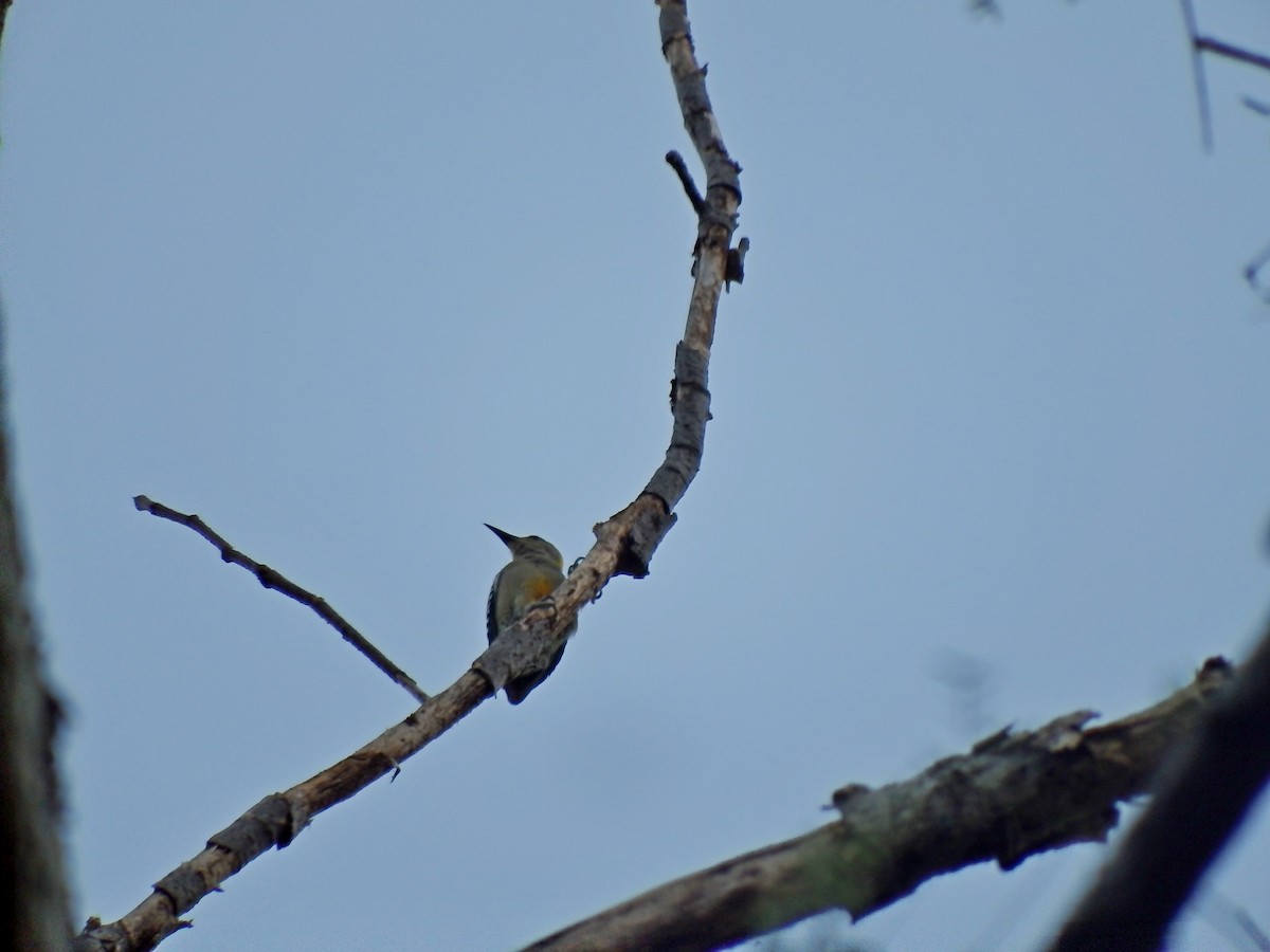 Hoffmann's Woodpecker - ML140214441