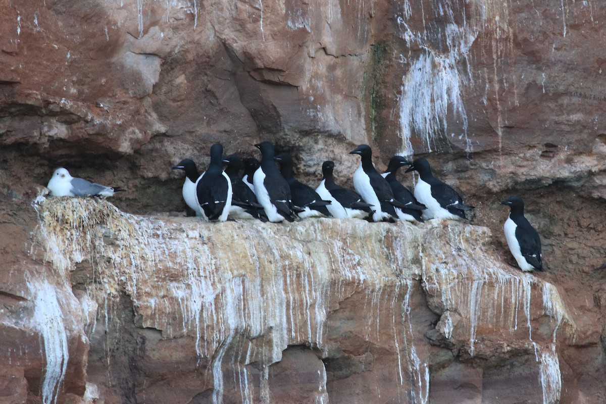 Thick-billed Murre - Christian Marcotte