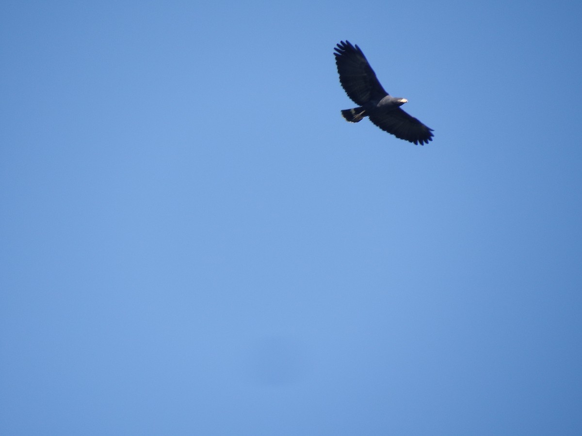 Common Black Hawk (Mangrove) - ML140215951