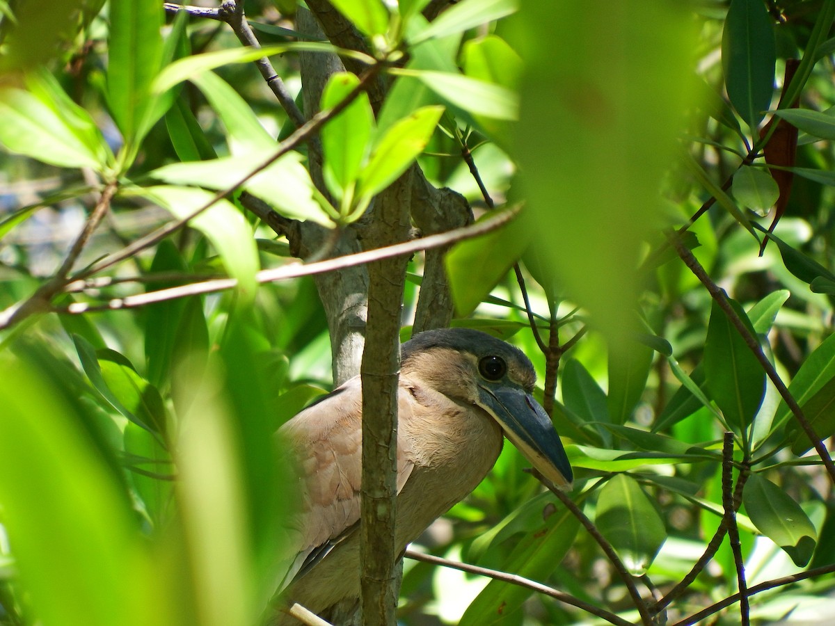 Boat-billed Heron - ML140216021