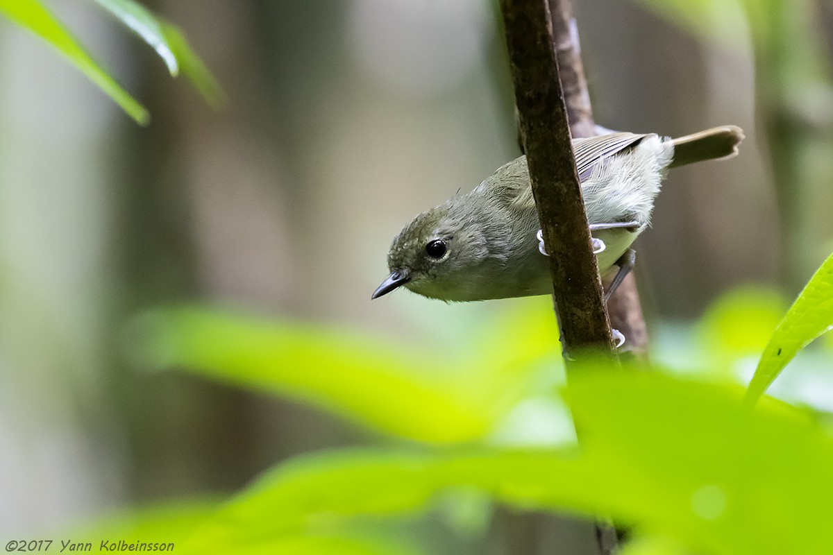 Gray-green Scrubwren - Yann Kolbeinsson