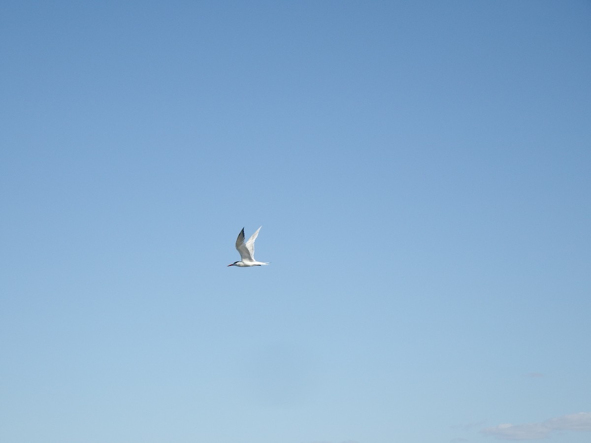 Royal Tern - ML140219011