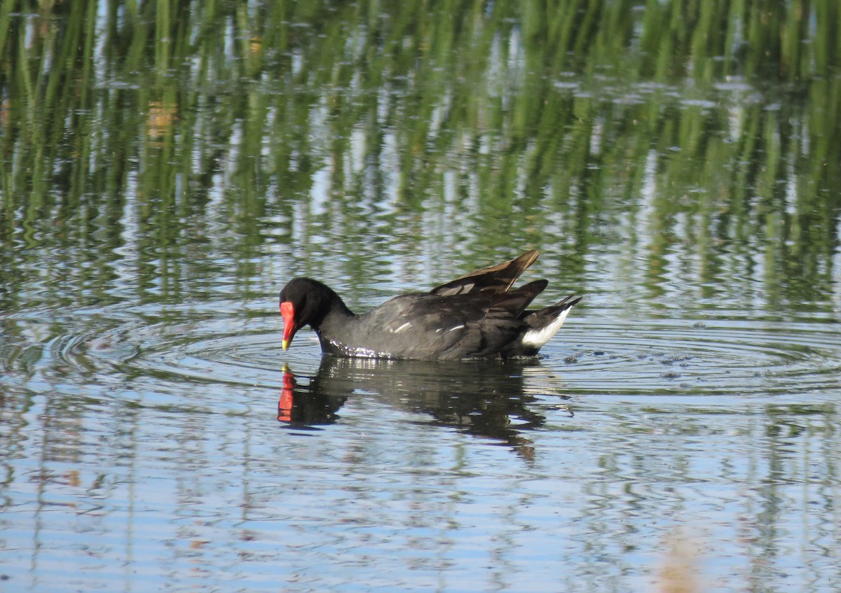 Common Gallinule - Cristóbal Robinson