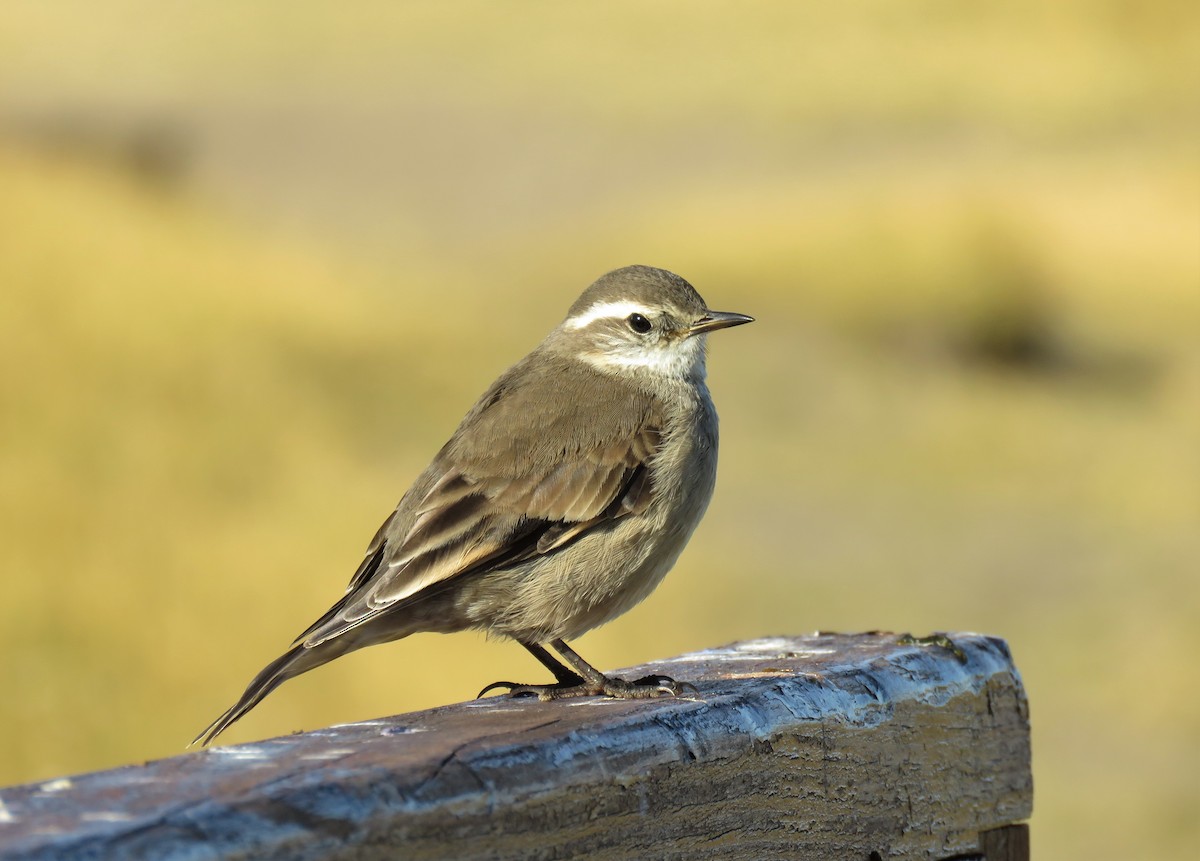 Buff-winged Cinclodes - Cristóbal Robinson