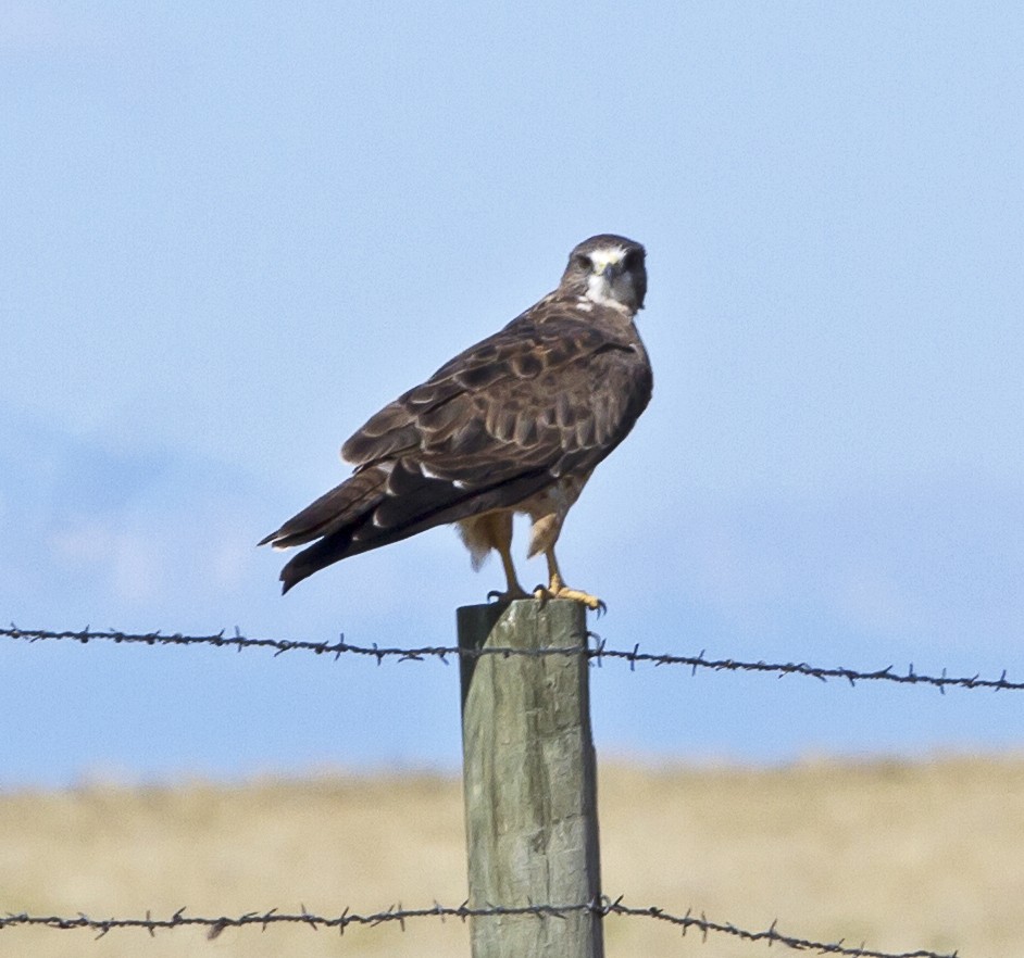 Swainson's Hawk - ML140221051