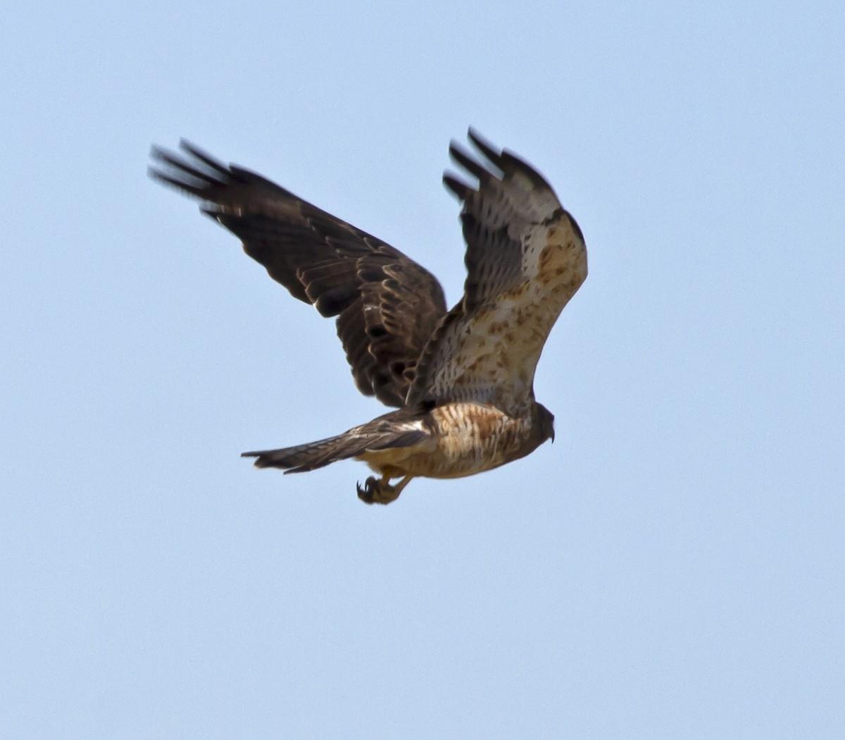 Swainson's Hawk - ML140221061