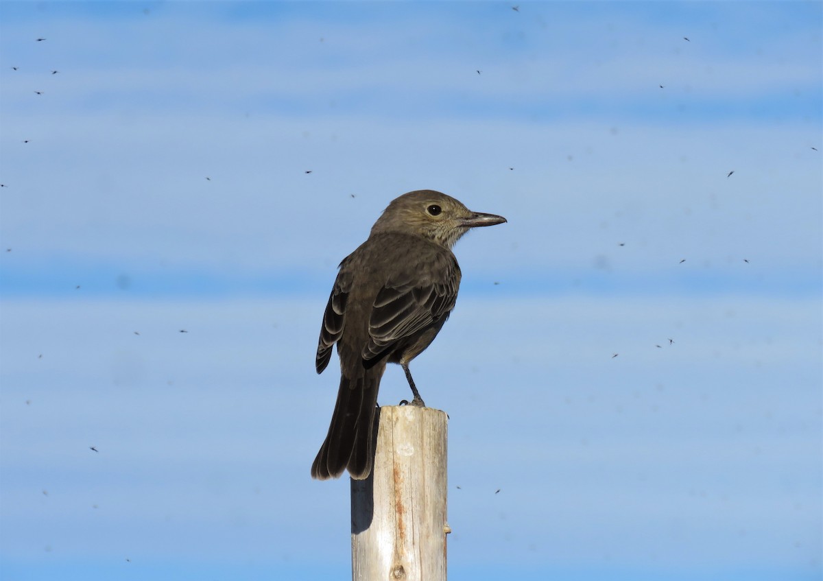 Great Shrike-Tyrant - Cristóbal Robinson