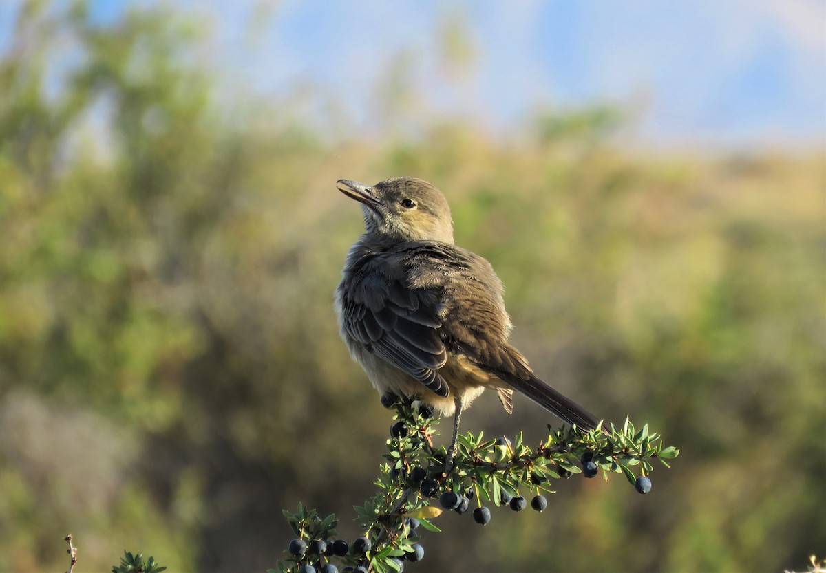 Great Shrike-Tyrant - Cristóbal Robinson