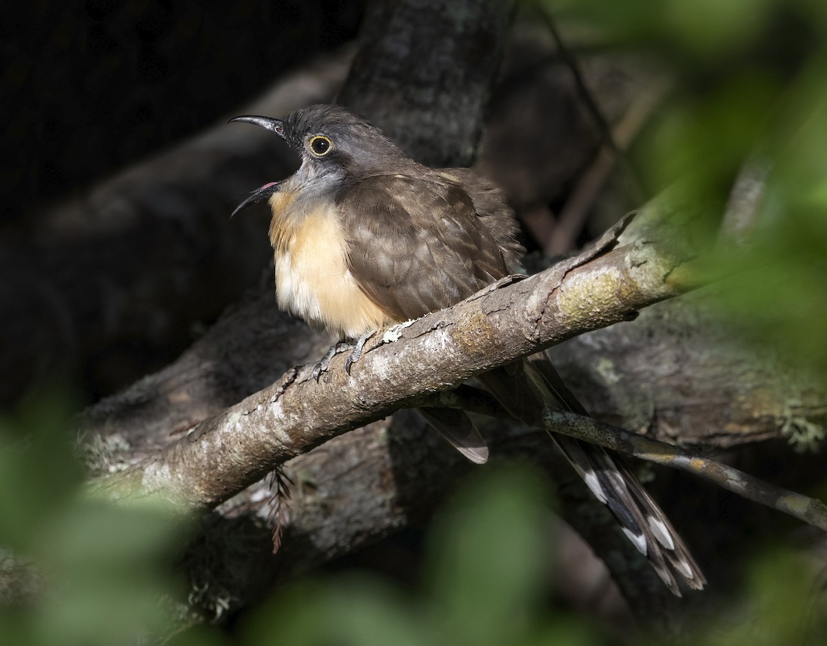 Dark-billed Cuckoo - ML140221411