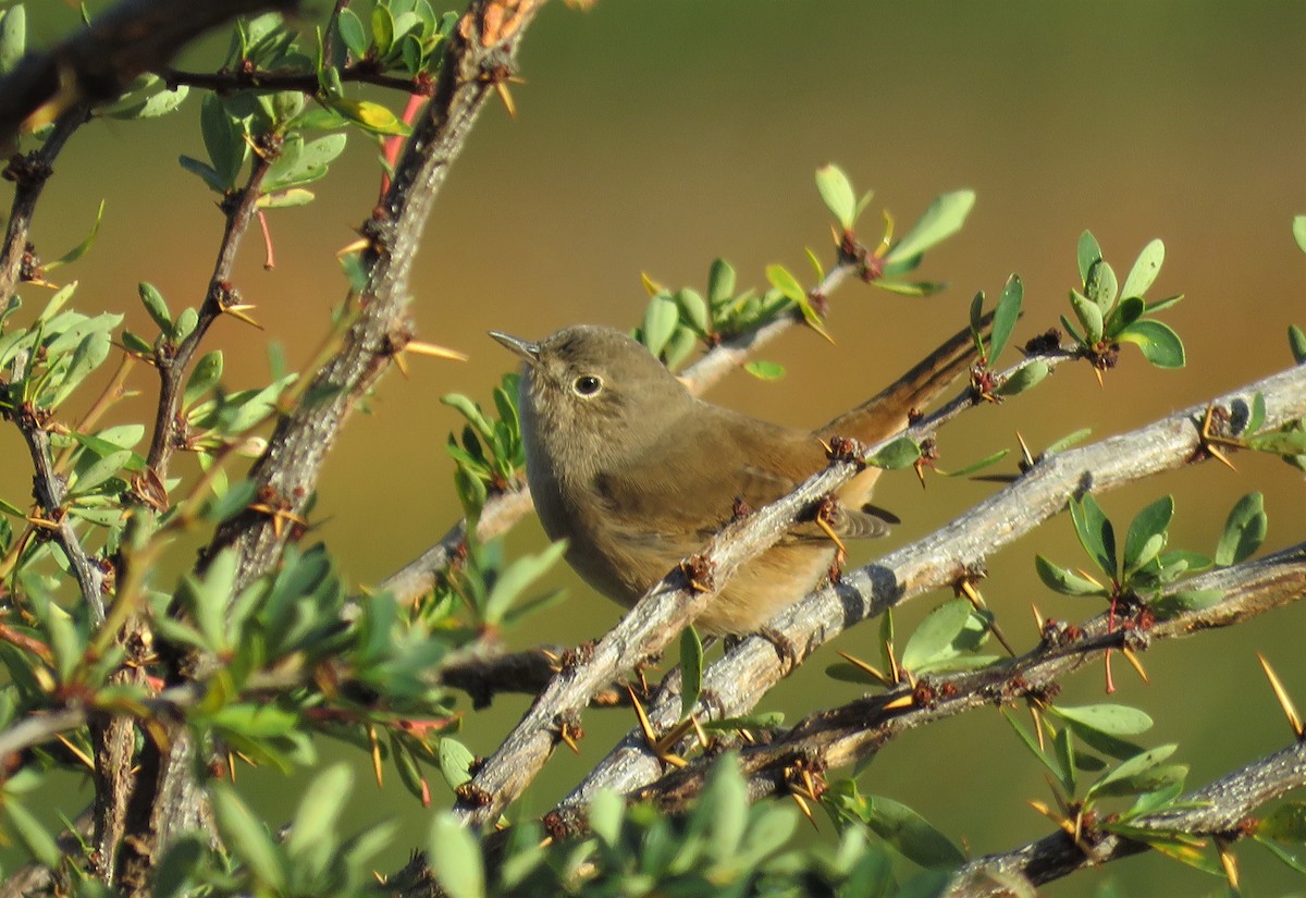 House Wren - ML140221571