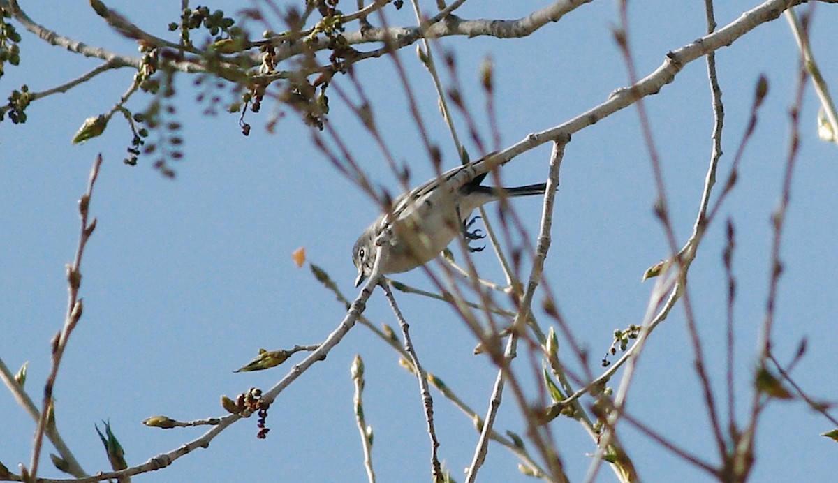 Plumbeous Vireo - Gary Jarvis