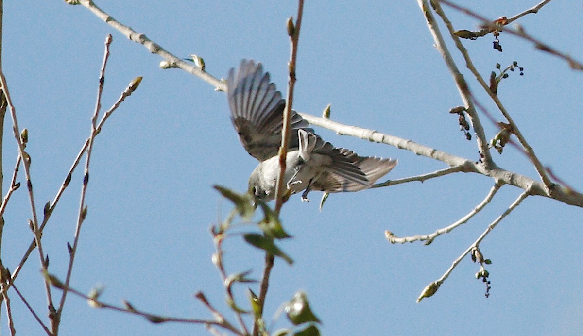 Vireo Plomizo - ML140221771