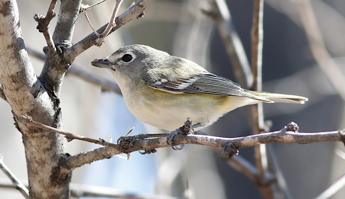 Cassin's Vireo - ML140221811