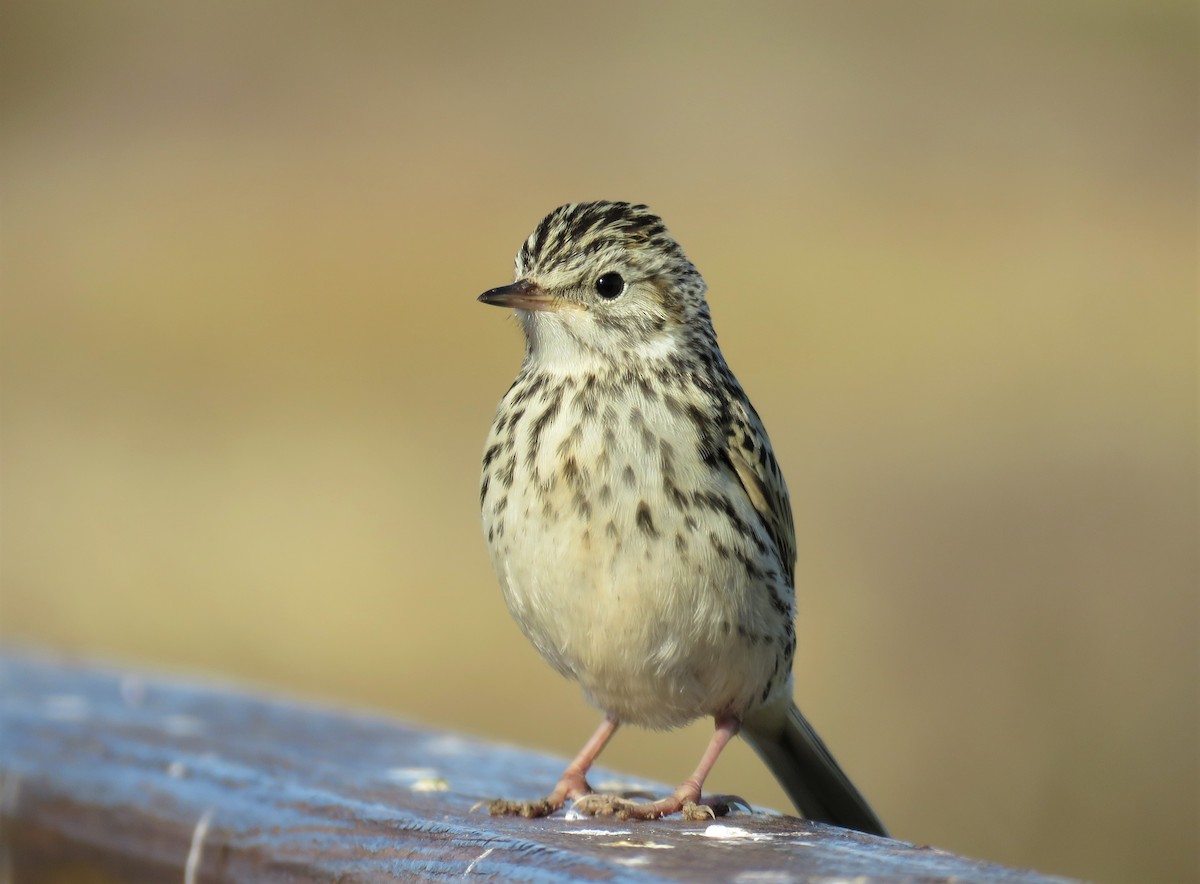 Correndera Pipit - Cristóbal Robinson