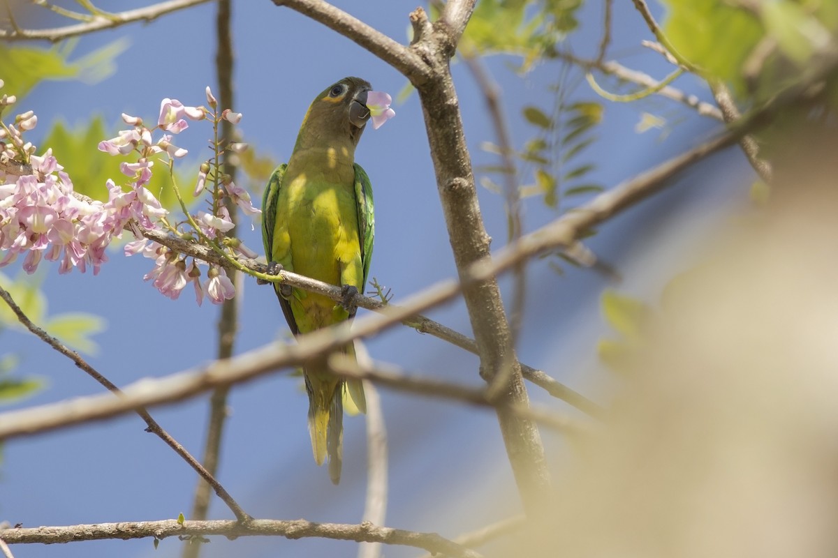 Brown-throated Parakeet - ML140223481