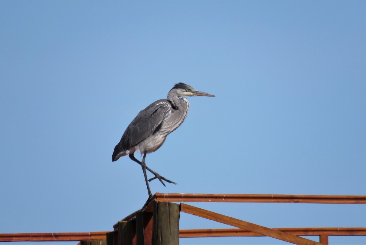 Cocoi Heron - Cristóbal Robinson